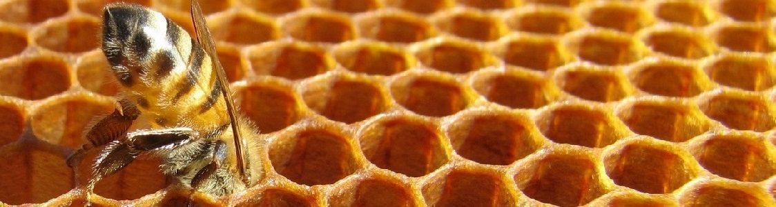 Honeydew honey (0.5 Kg)