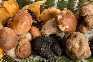 Funghi e tartufi