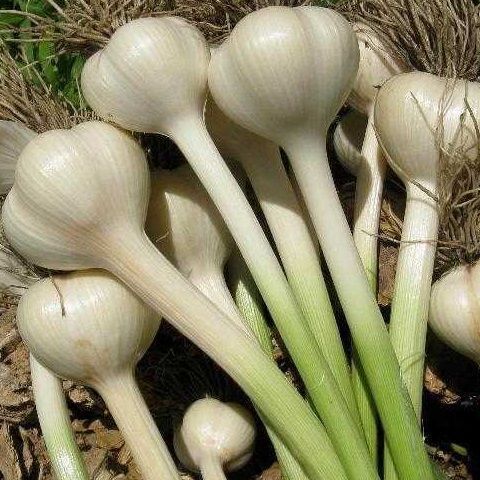 Fresh organic garlic in pot