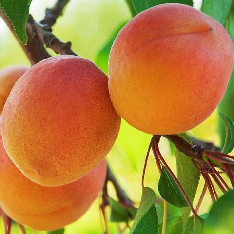 Organic apricots