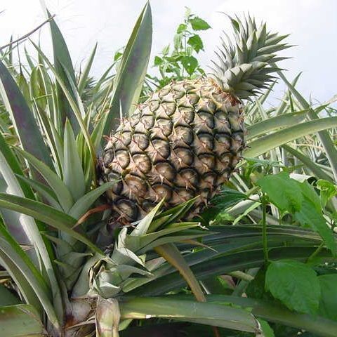 328 pineapple