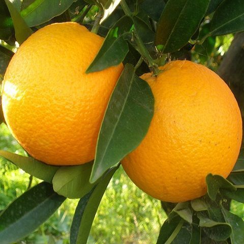 Oranges Tarocco Comune