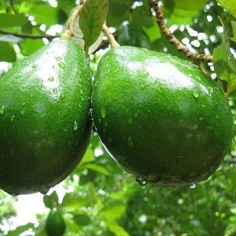 Avocado Bio - origine Sicilia