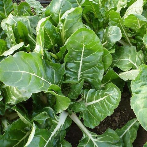 Chard leaf from