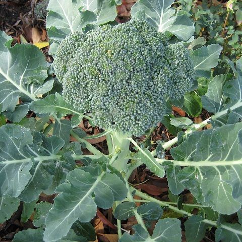 Broccolo biodinamico
