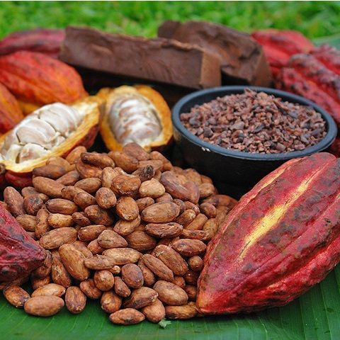 El ceibo cacao mago in polvere - Bolivia