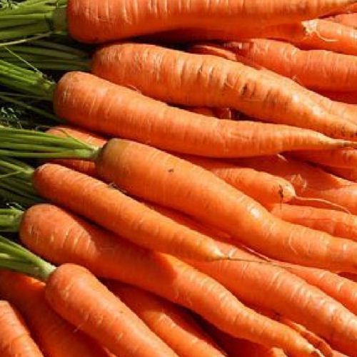Carrots in bunches