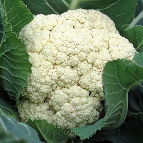 Organic cauliflower