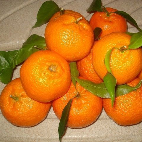 BOX 17 KG clementines
