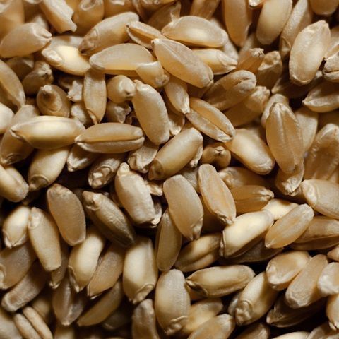 Wheat grains in bulk