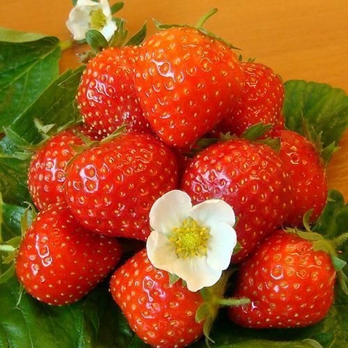 Strawberry BIO. untreated greenhouse