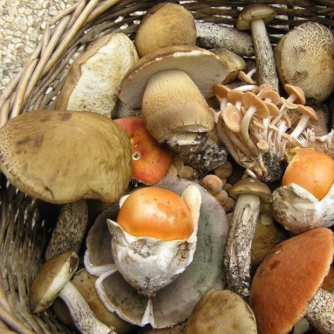Chanterelle mushrooms in oil