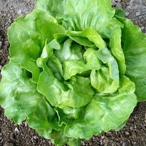 Red curly lettuce