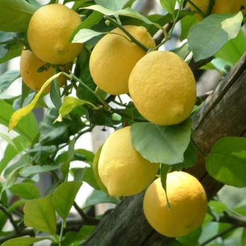 Limoni Femminello sacchetti da 2 Kg