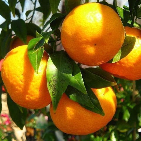 mandarini ciaculli, cassa da 6 Kg