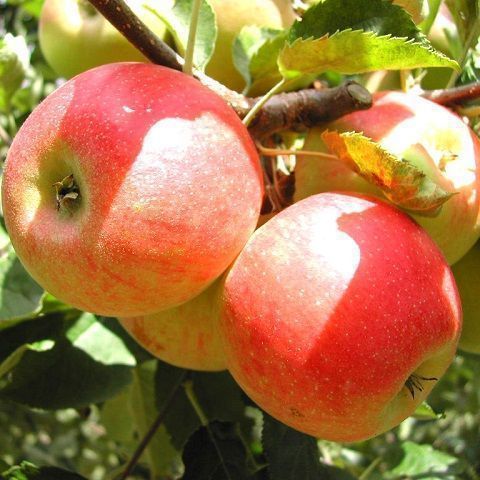 Apples golden rush - Half Box 5 Kg