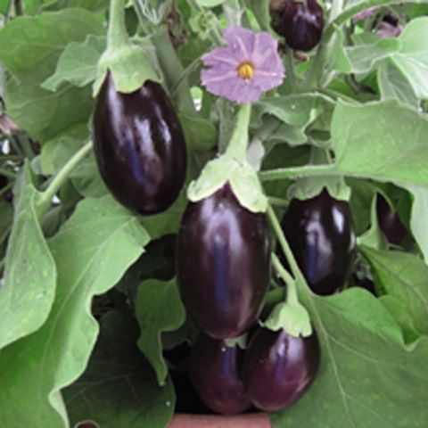 Long biological eggplant
