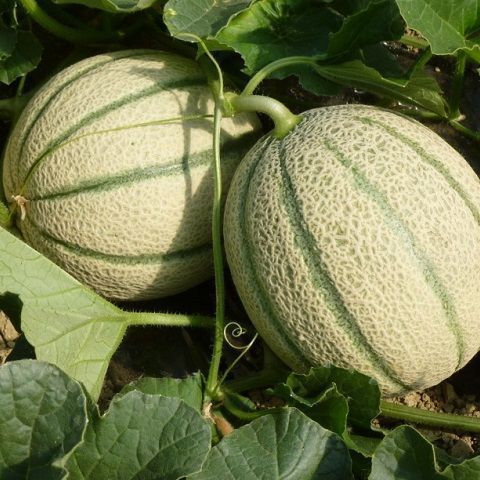 Melone BIO varieta giusto, o ganzo .