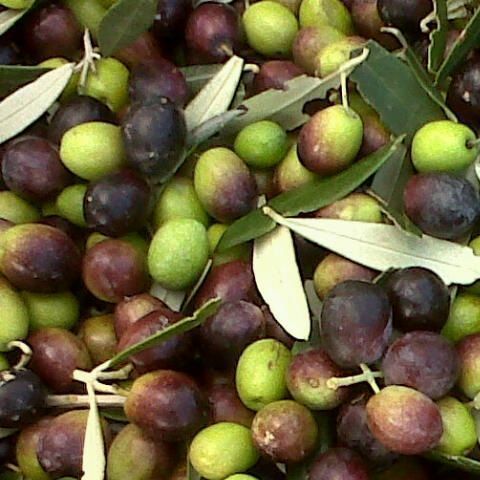 Green olives in brine;