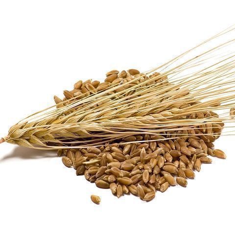 Tricolore barley