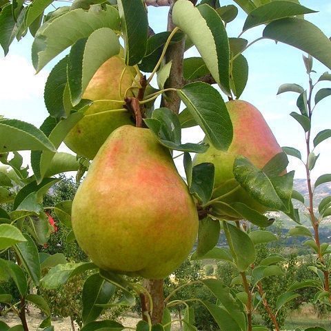 Pears Kaiser plateau