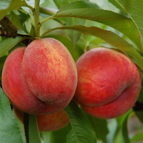 Peach jam with royal coat
