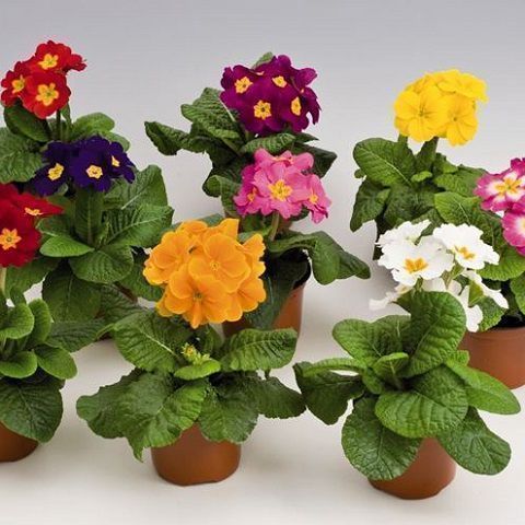 Seedlings in pots> 9cm height 30/40 cm 1, 8 €