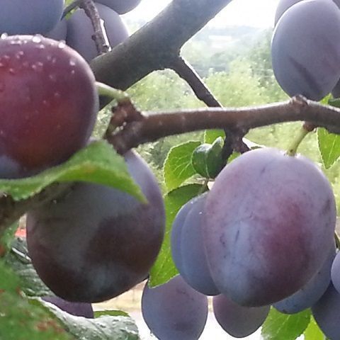 Plums in syrup (6 pcs)