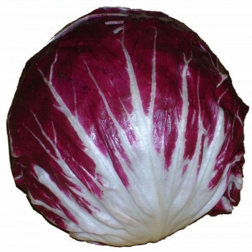 Salad of radicchio