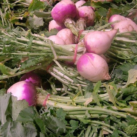 Cabbage white turnip biodynamic