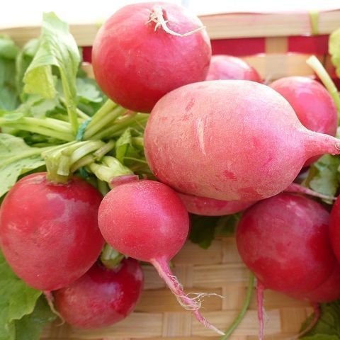 Radishes in bunch