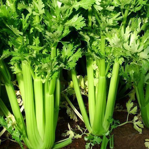 Celery not certified organic