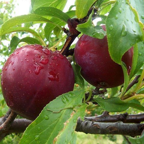 Plums red quality