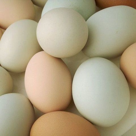 Hen eggs