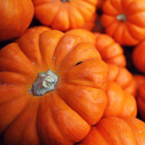Pumpkins Hallowen type MEDIUM
