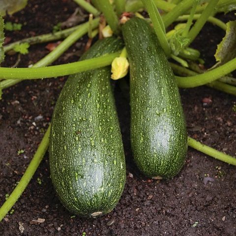 Organic zucchini (1 Kg)