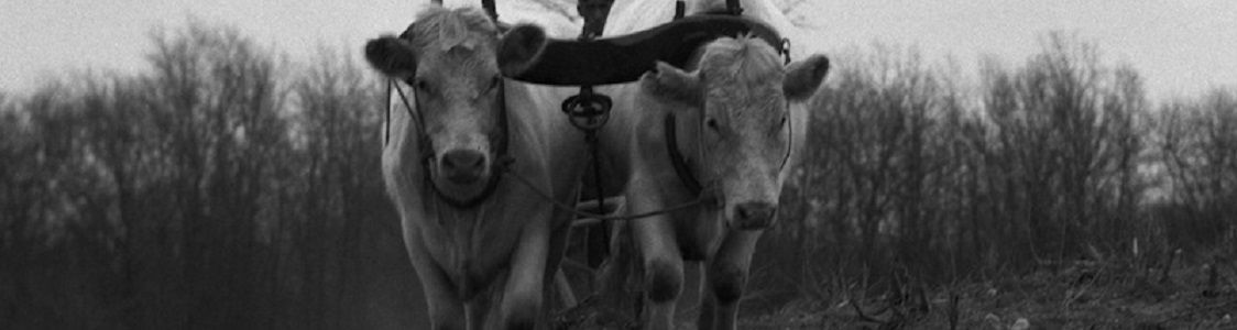 PARVA NATURALIA fiera delle colture tipiche 2015