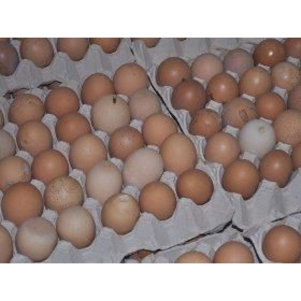 Fresh Eggs Bio loose