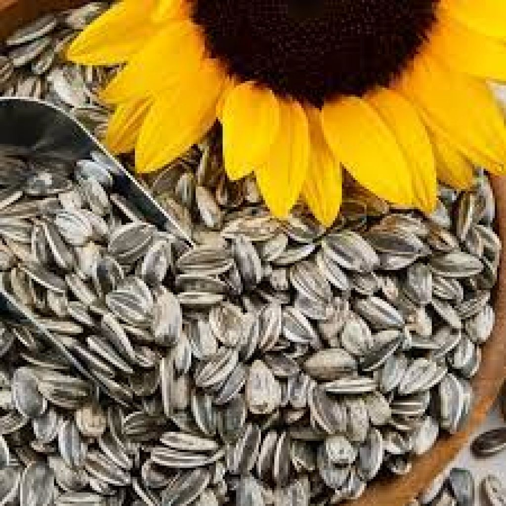 Of bulk sunflower seeds