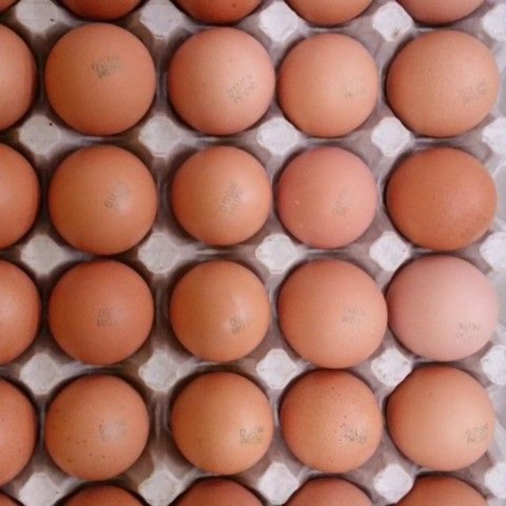 BIO EGGS (2 loose egg)