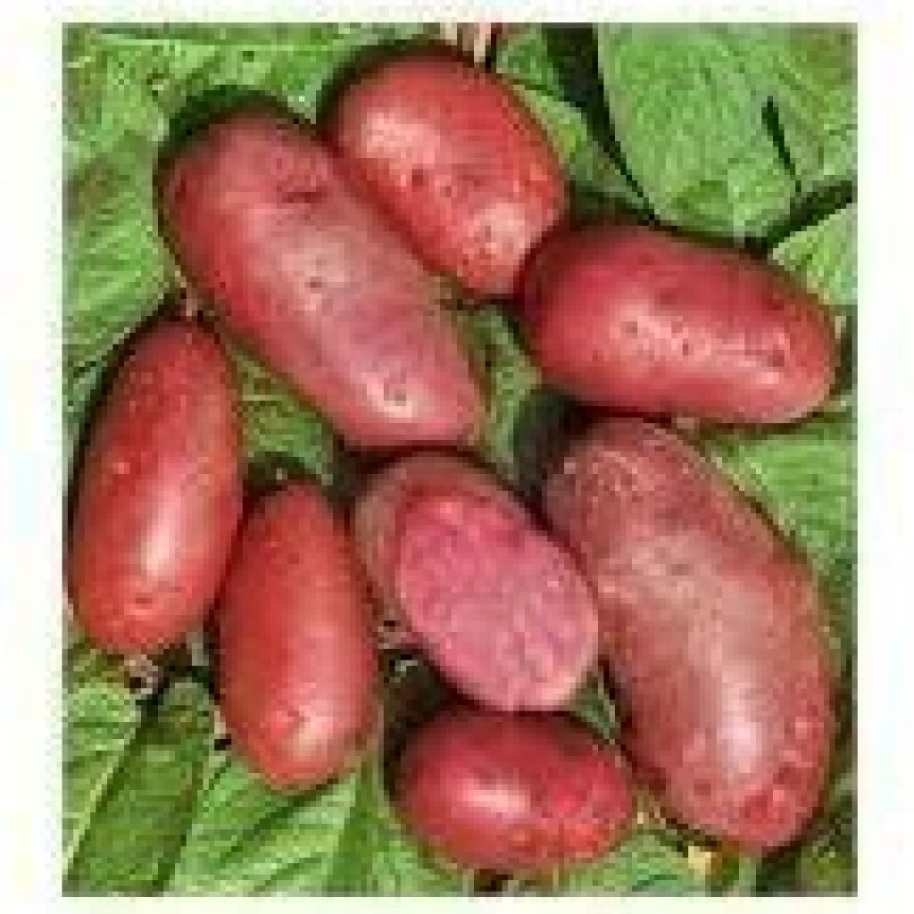 Magemta Love Potatoes