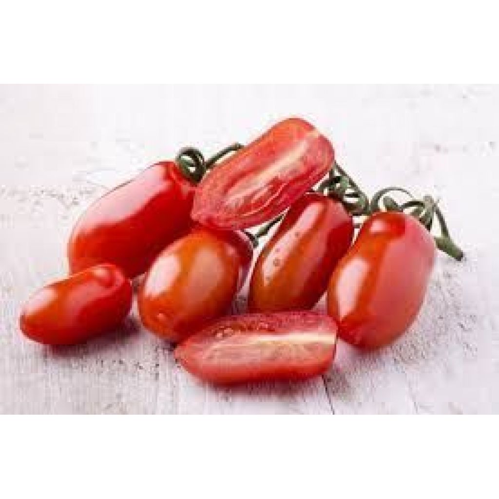 Tomato Volpino