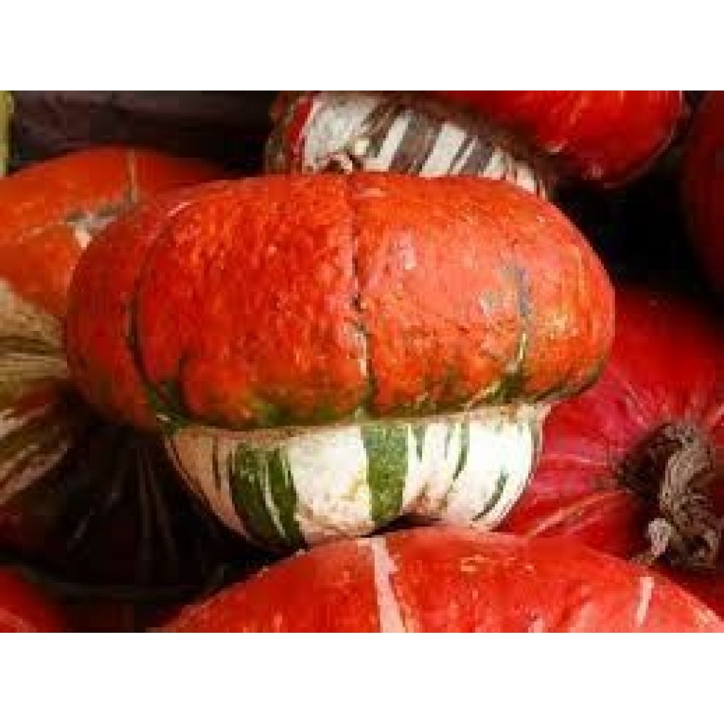 Pumpkin fungus turban turkish
