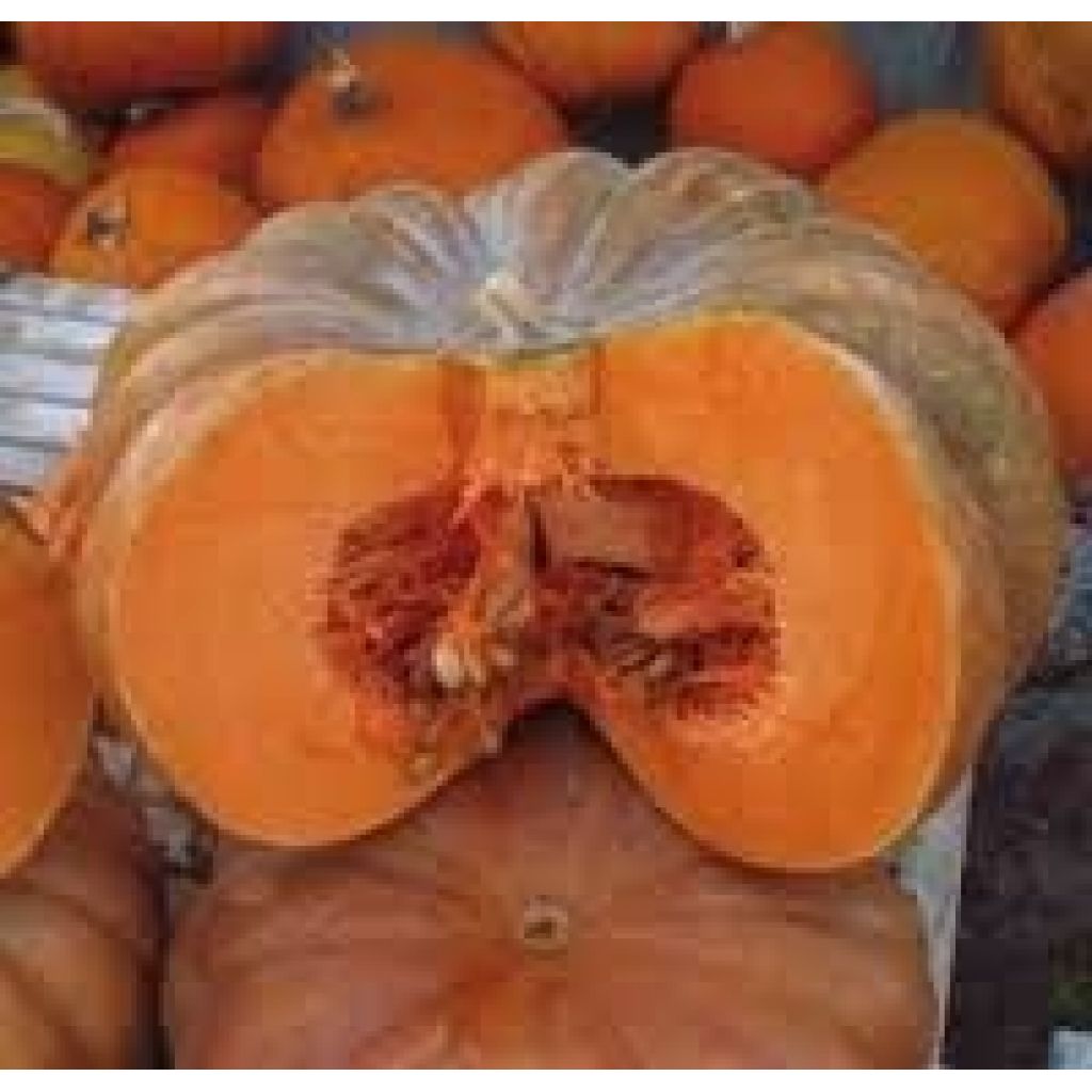 Provence nutmeg pumpkin