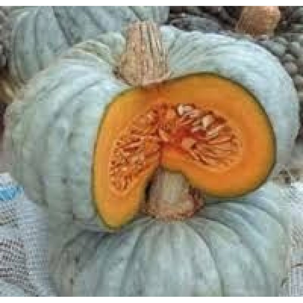 Piacenza pumpkin