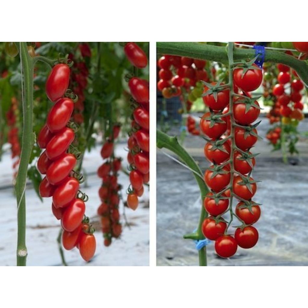 Tomatoes (cherry, Datterini, Vesuvius)