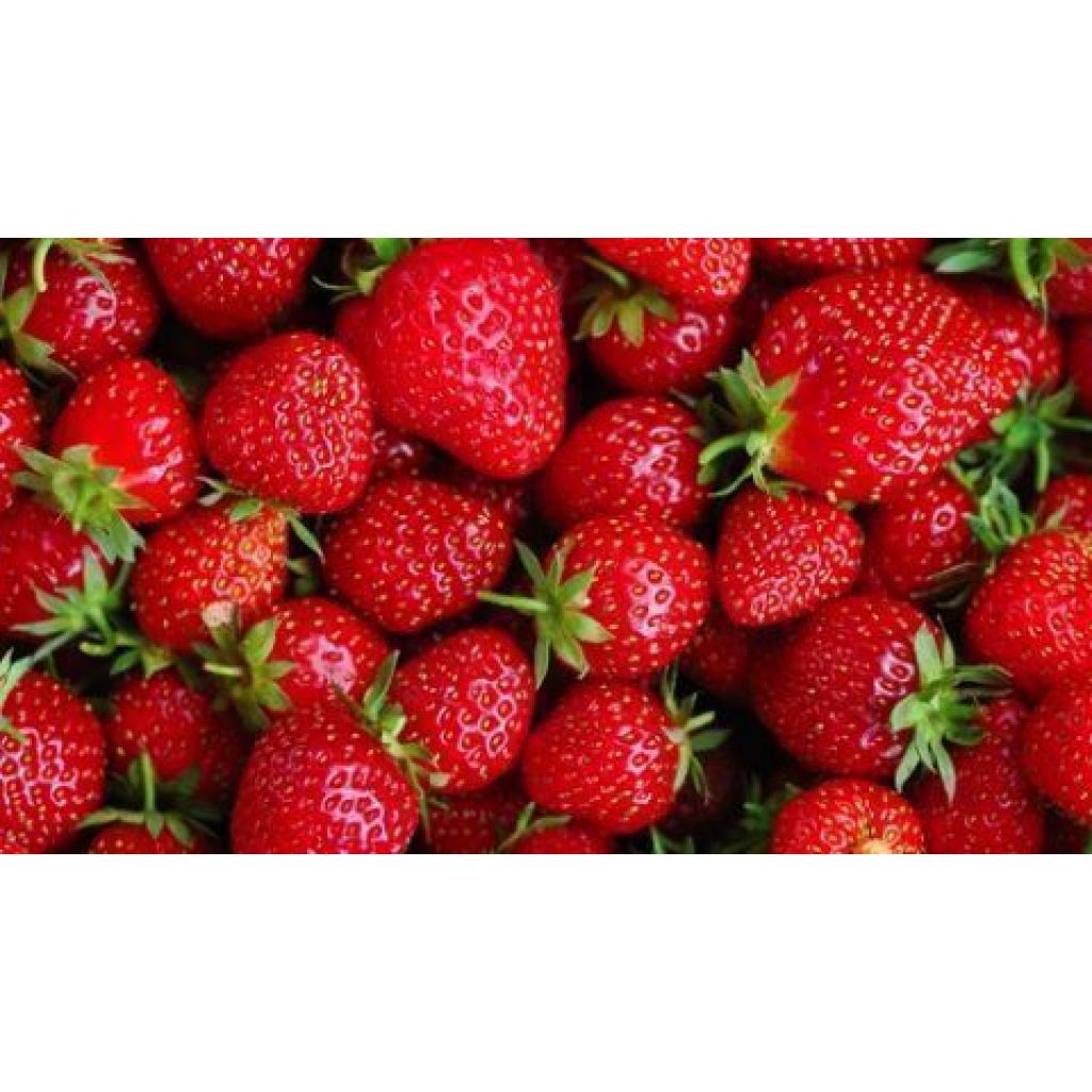 Strawberries middle KG