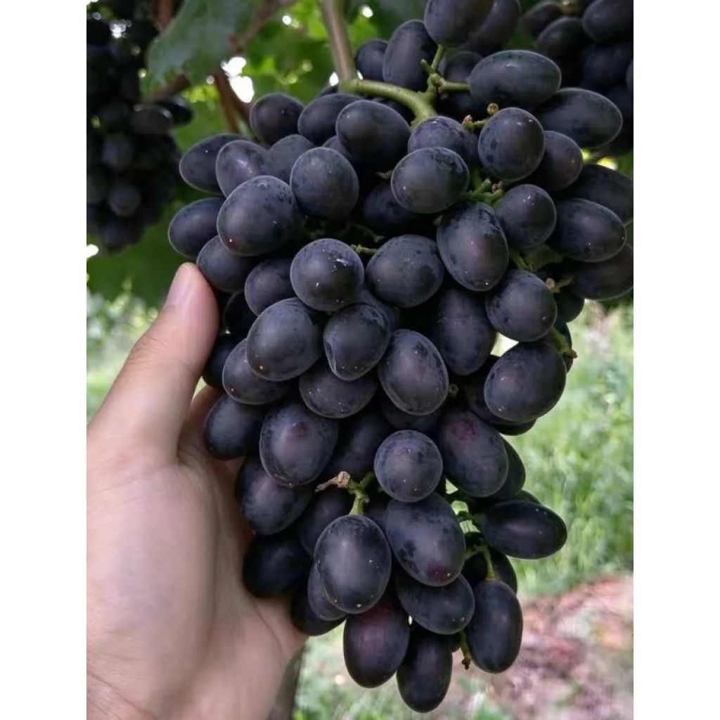 UVA NERA