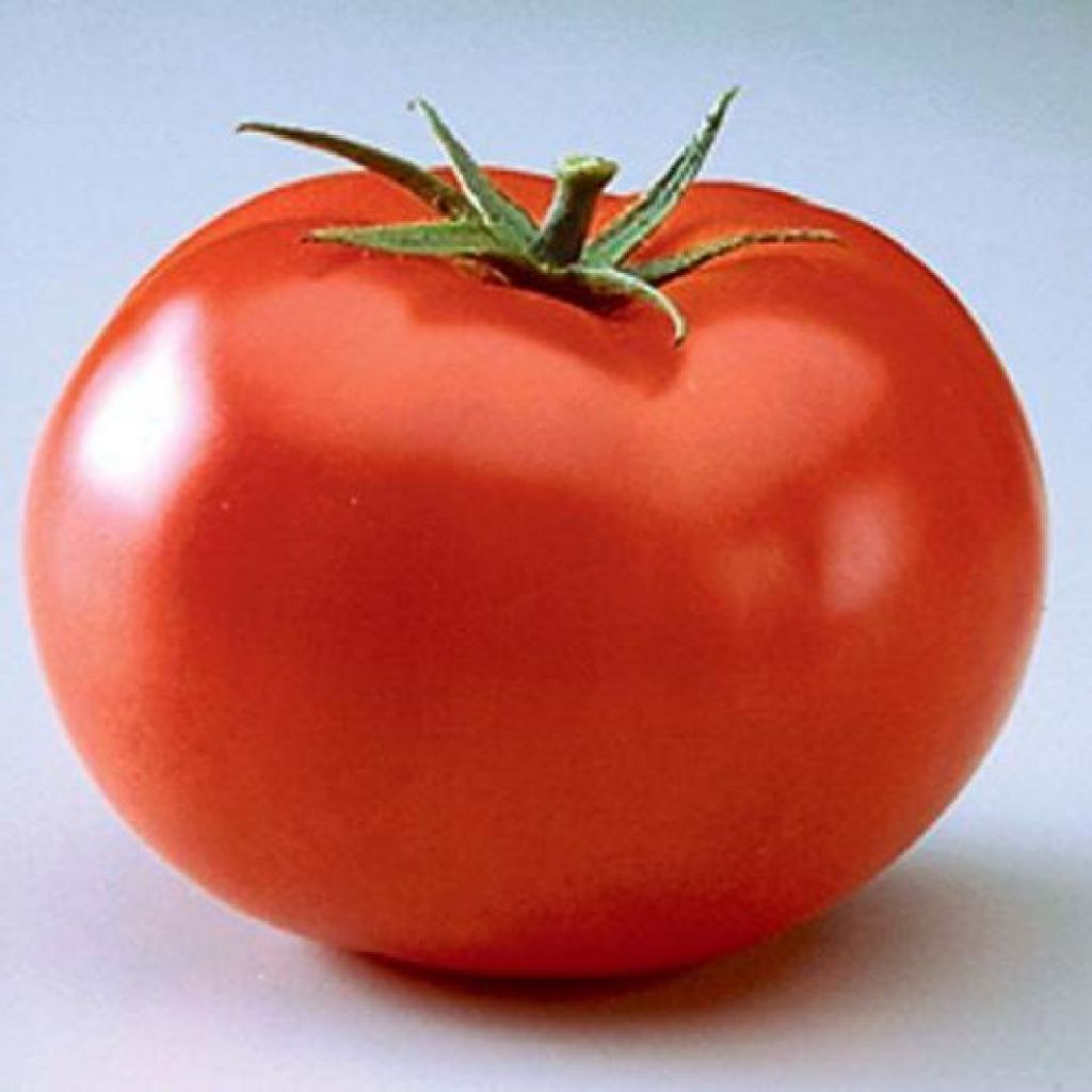 Толстой семена томат. Томат Биг биф f1 Агросемцентр. Томат Биг биф f1. Томат Грин биф f1.