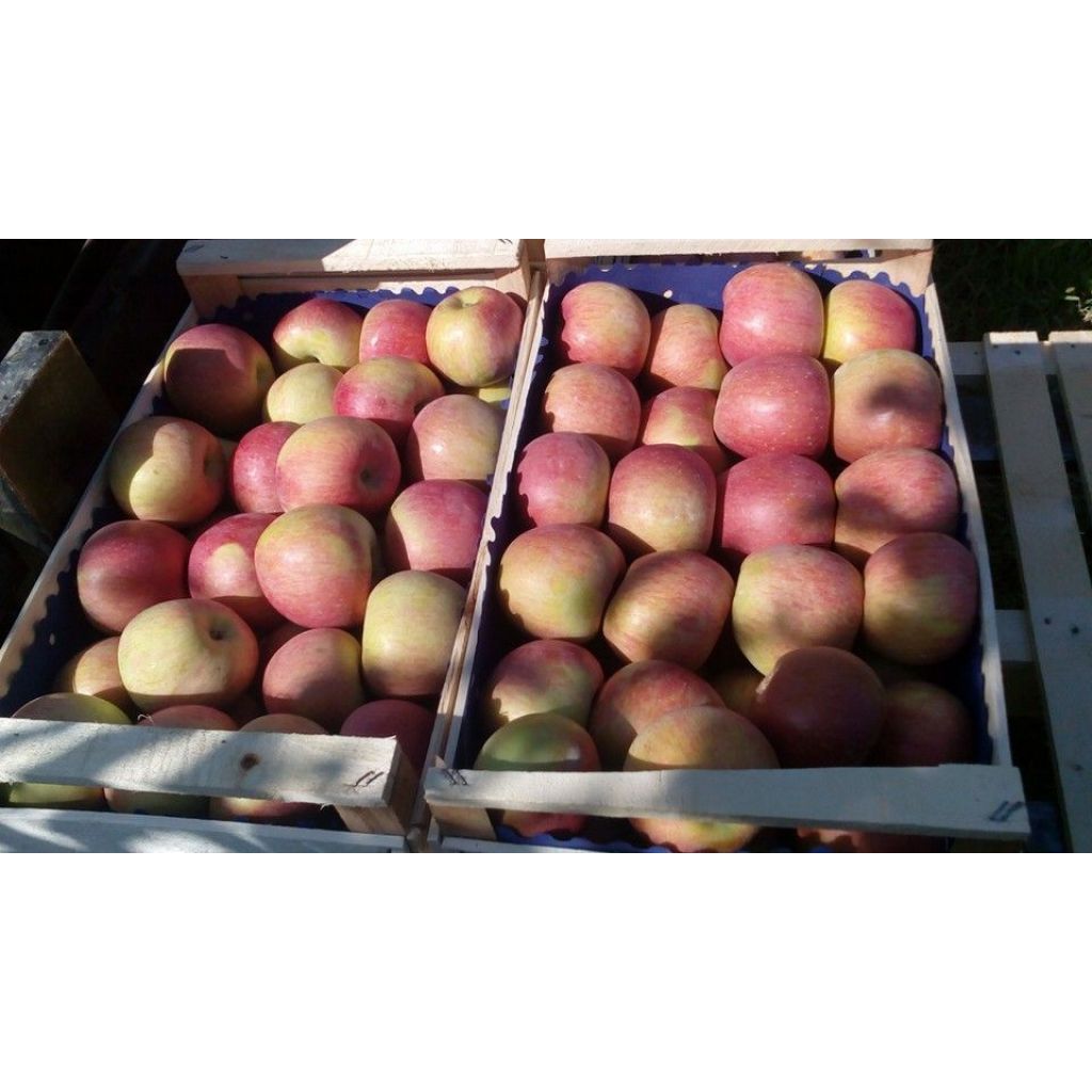 1 BOX ASSORTED APPLES